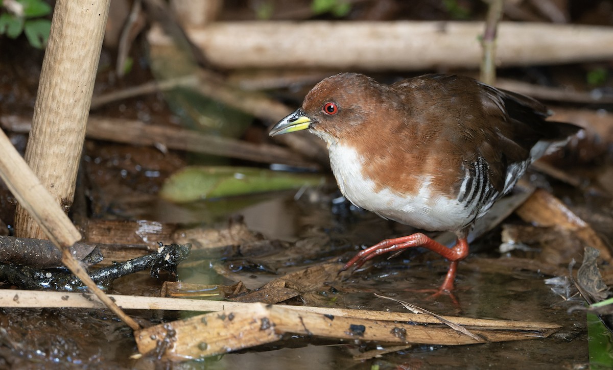 Red-and-white Crake - Marky Mutchler