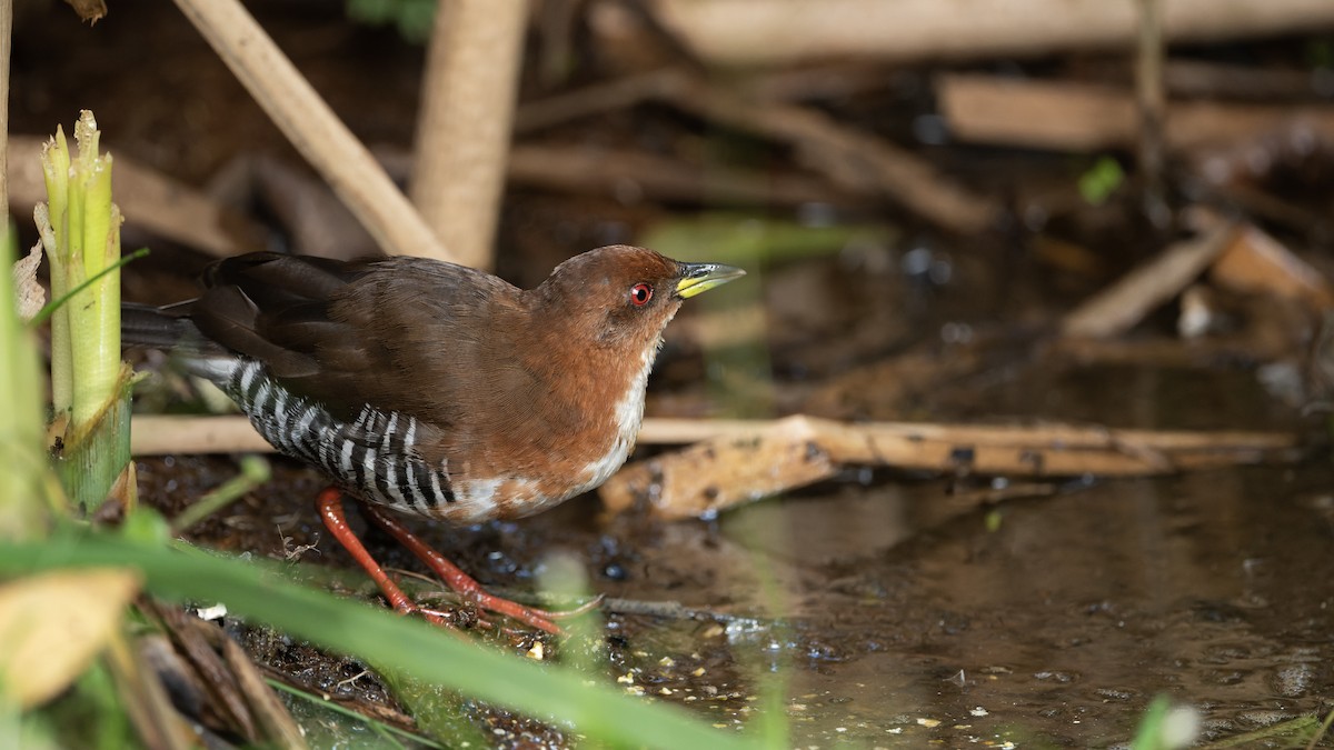 Red-and-white Crake - Marky Mutchler