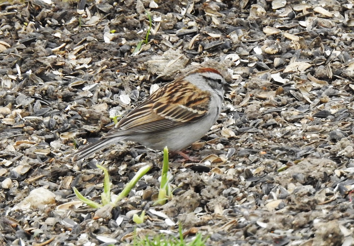 Chipping Sparrow - ML617670008