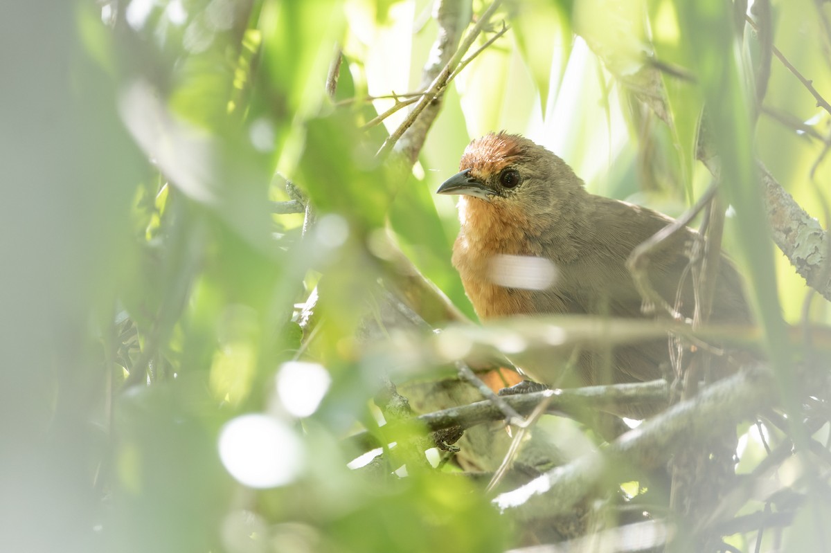 Orange-breasted Thornbird - Marky Mutchler