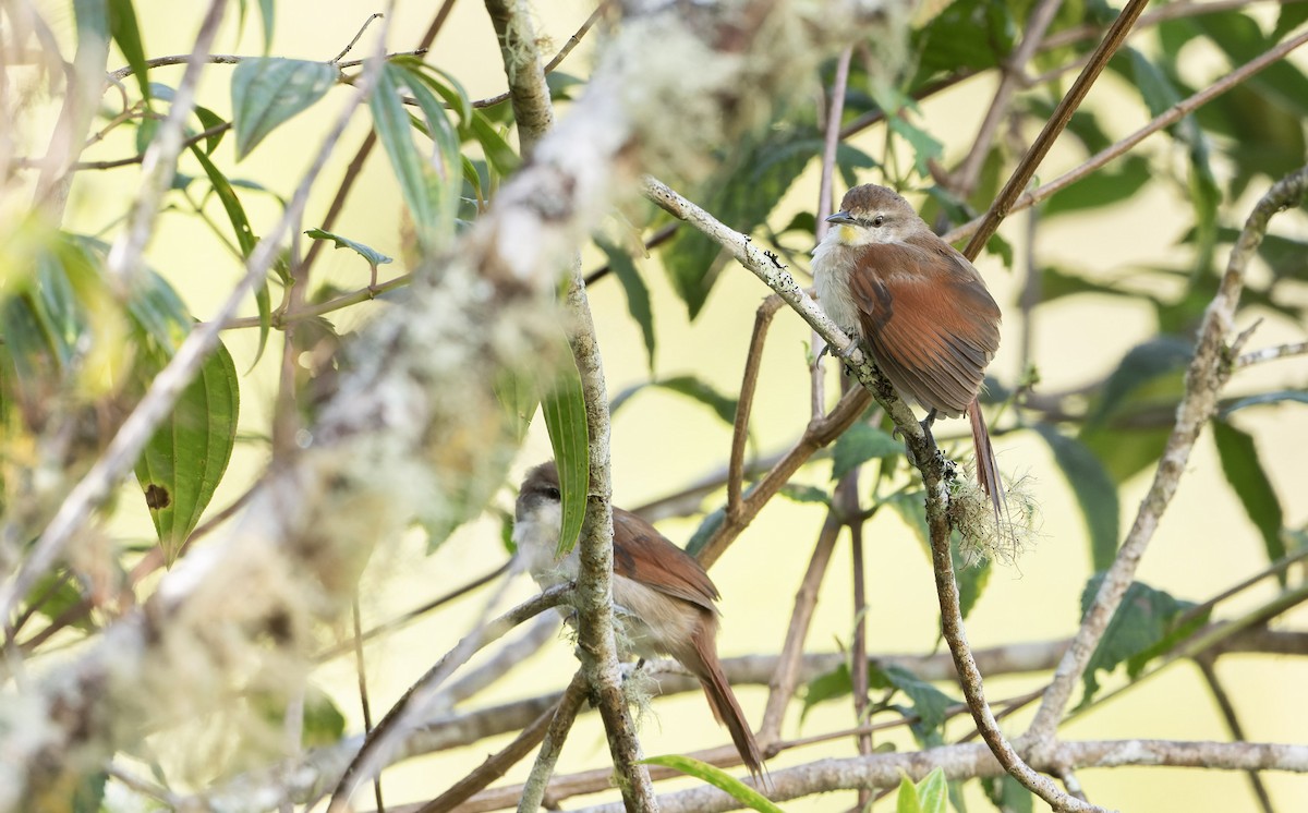 Yellow-chinned Spinetail - ML617670018