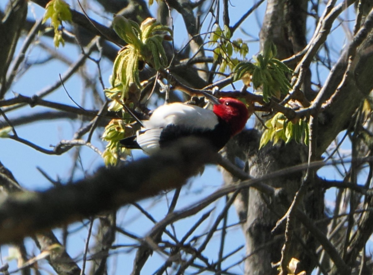 Red-headed Woodpecker - ML617670032
