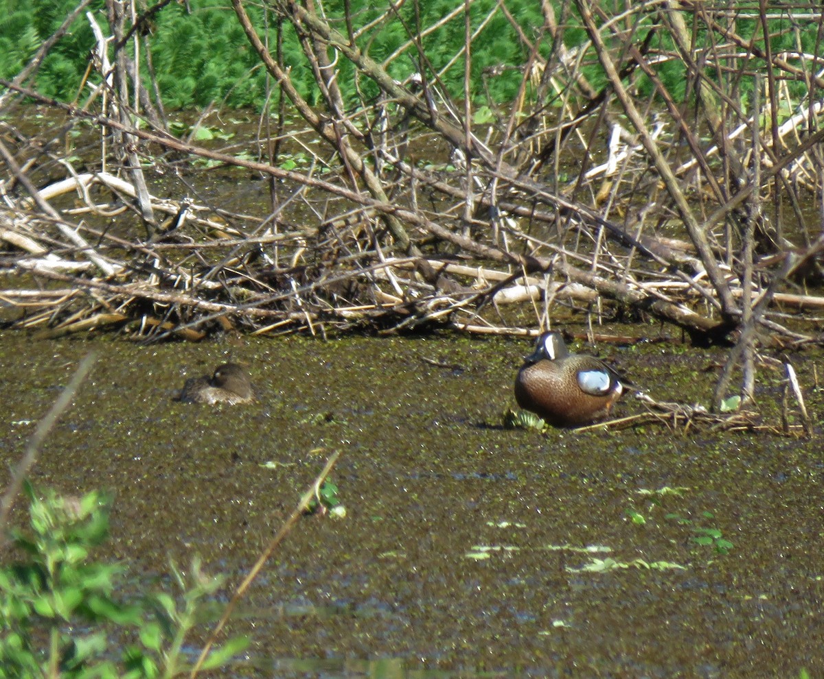Blue-winged Teal - ML617670039