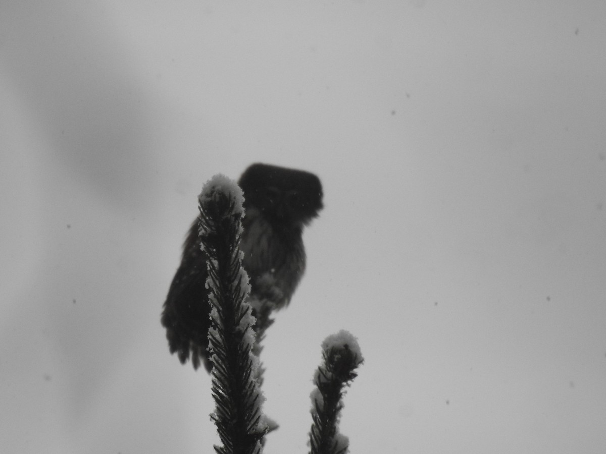 Eurasian Pygmy-Owl - Matouš Vlček