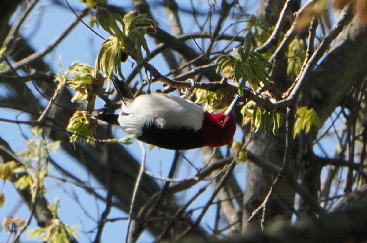 Red-headed Woodpecker - ML617670079