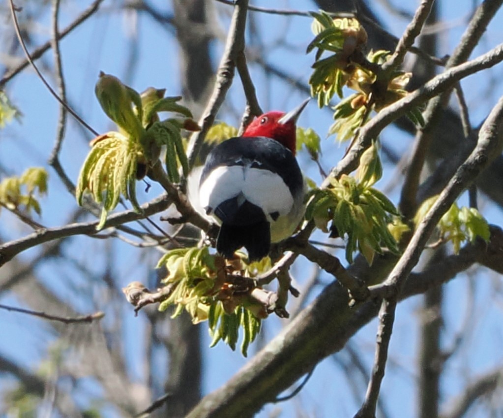 Red-headed Woodpecker - ML617670114