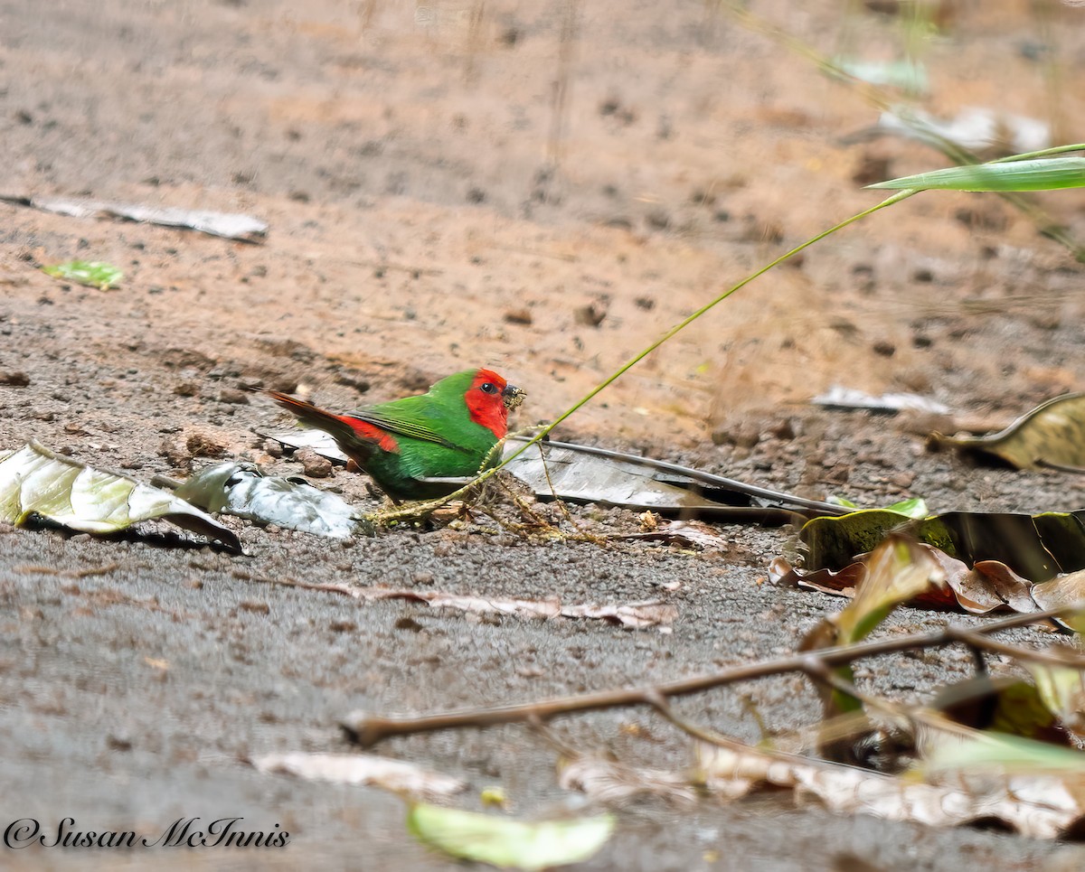 Red-throated Parrotfinch - ML617670120