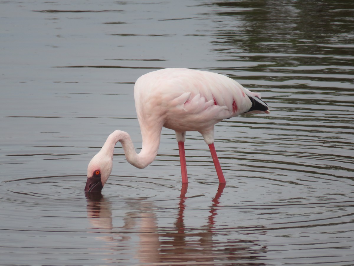 Lesser Flamingo - Gareth Bain