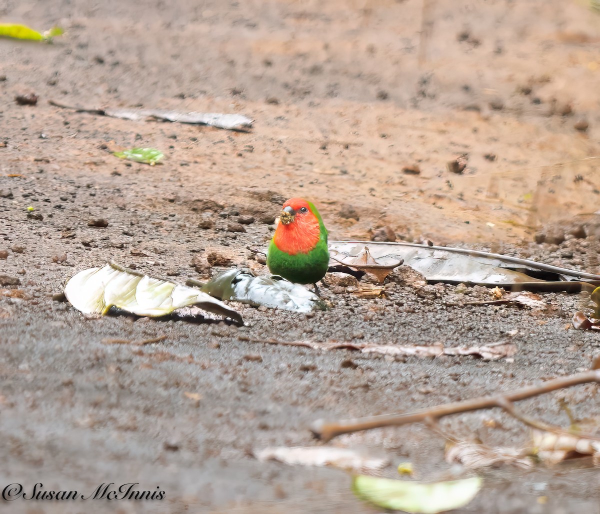 Red-throated Parrotfinch - ML617670140