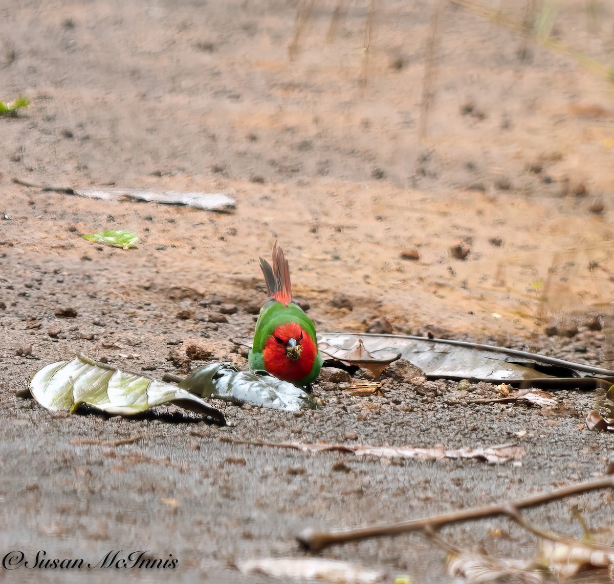Red-throated Parrotfinch - ML617670163