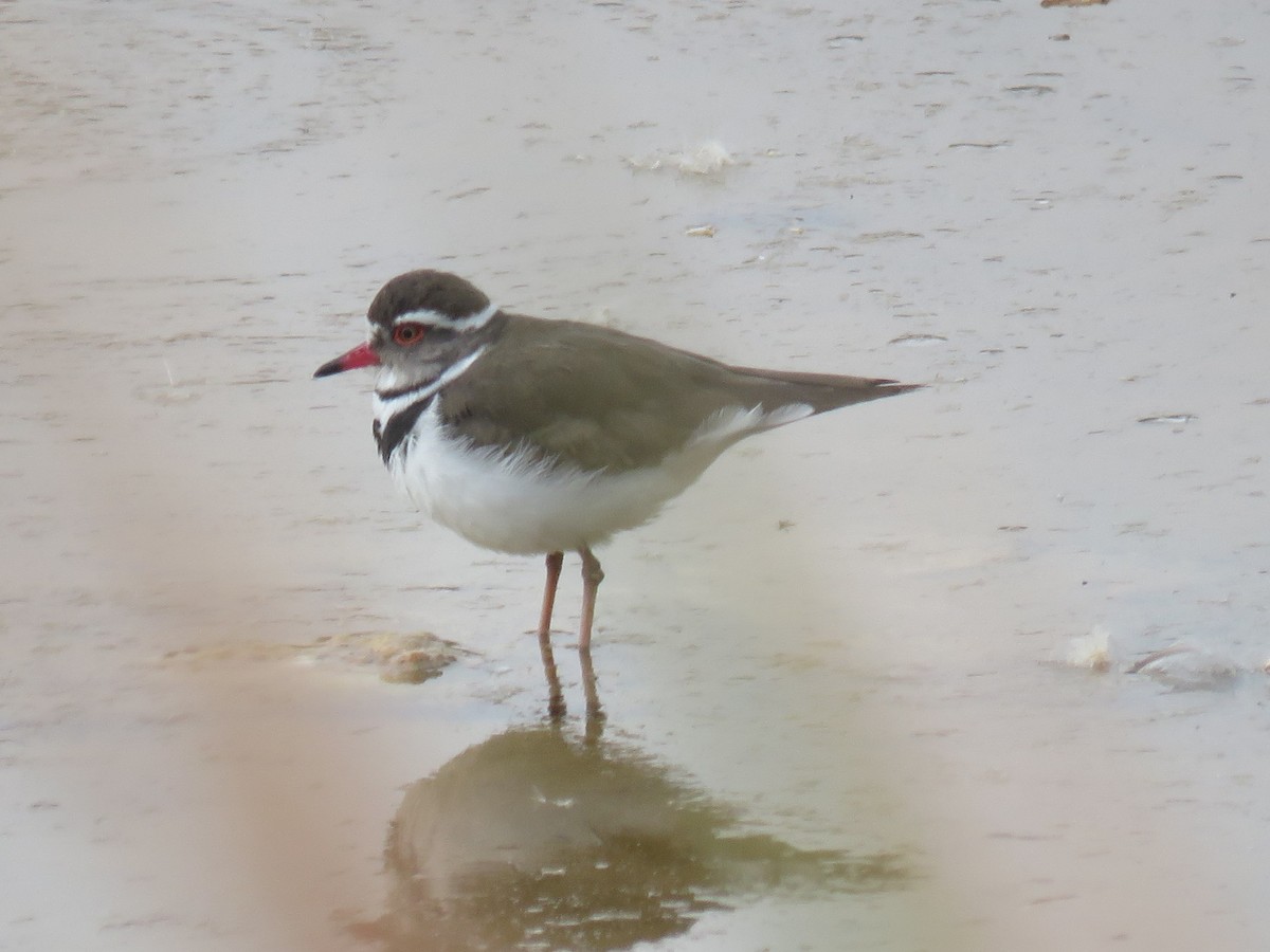 Three-banded Plover (African) - ML617670172