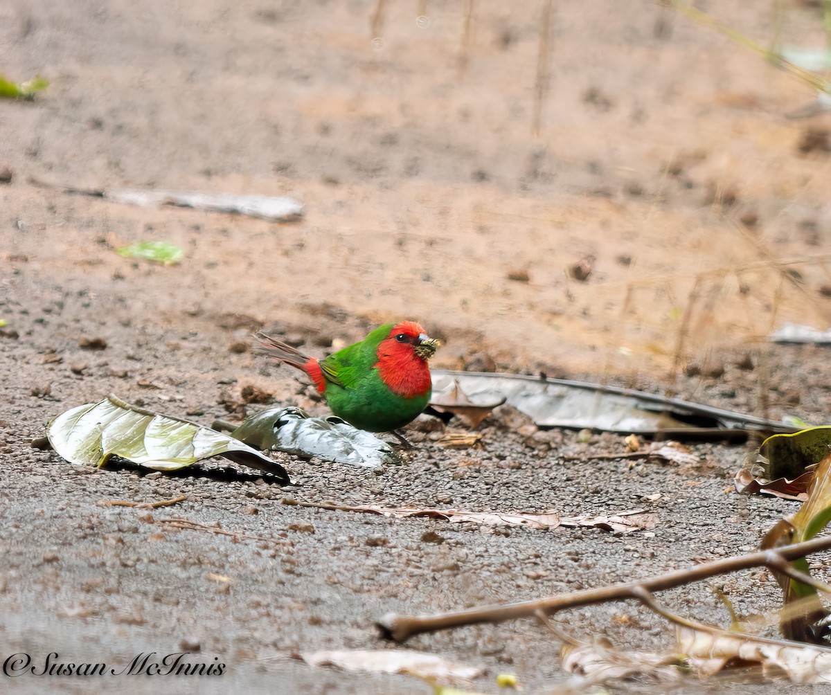 Red-throated Parrotfinch - ML617670179