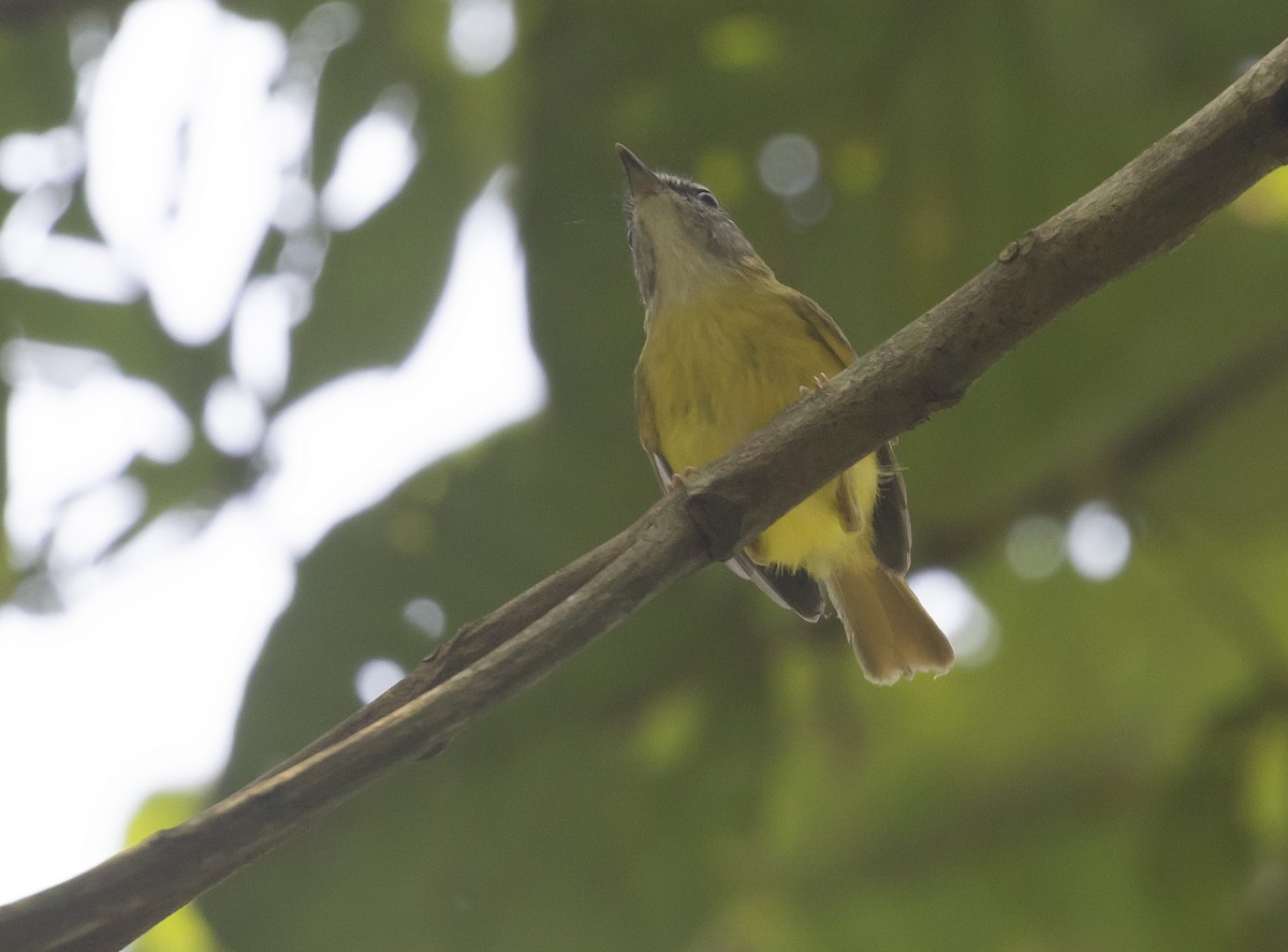 Yellow-bellied Warbler - ML617670233