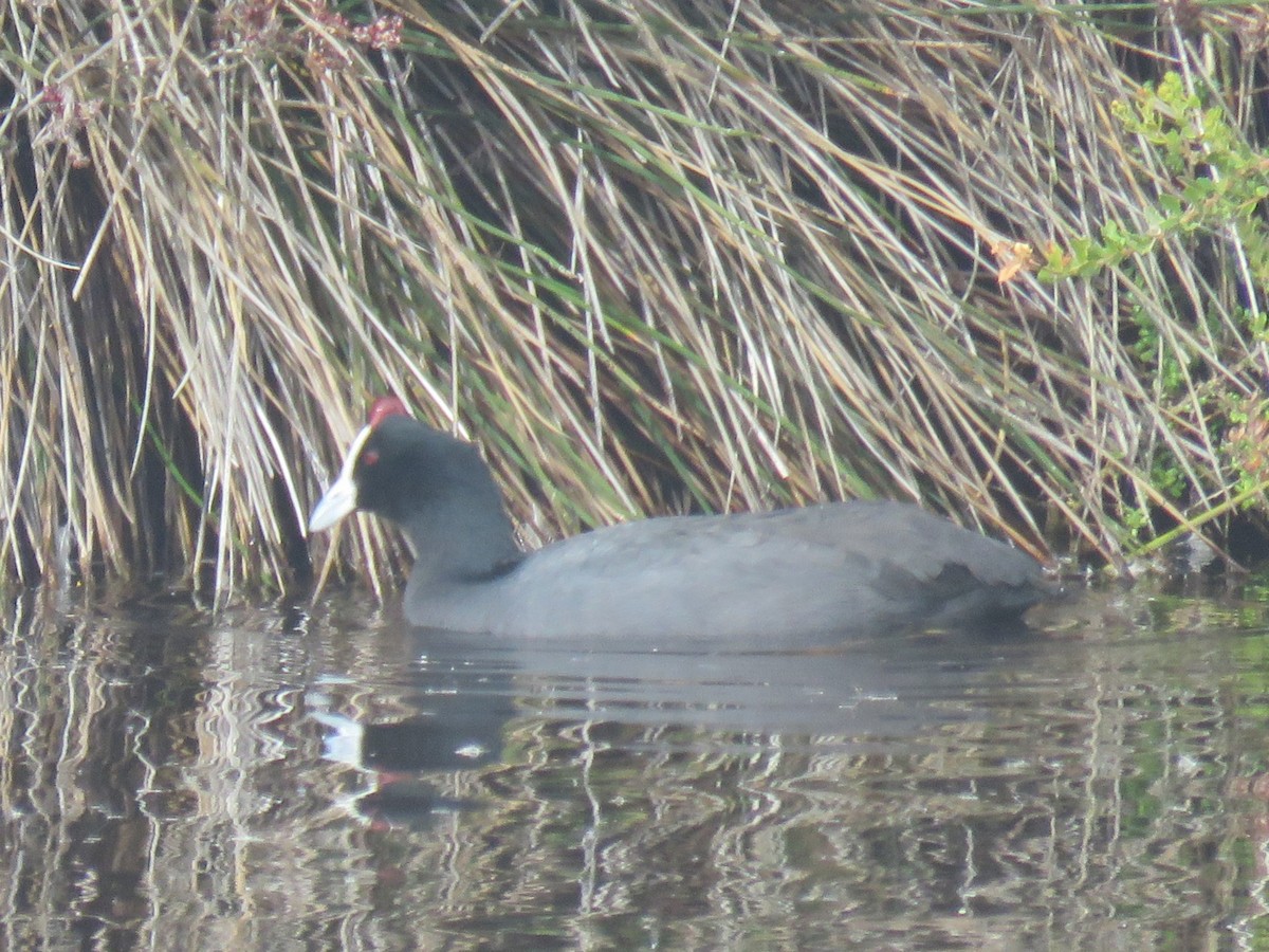 Red-knobbed Coot - ML617670320
