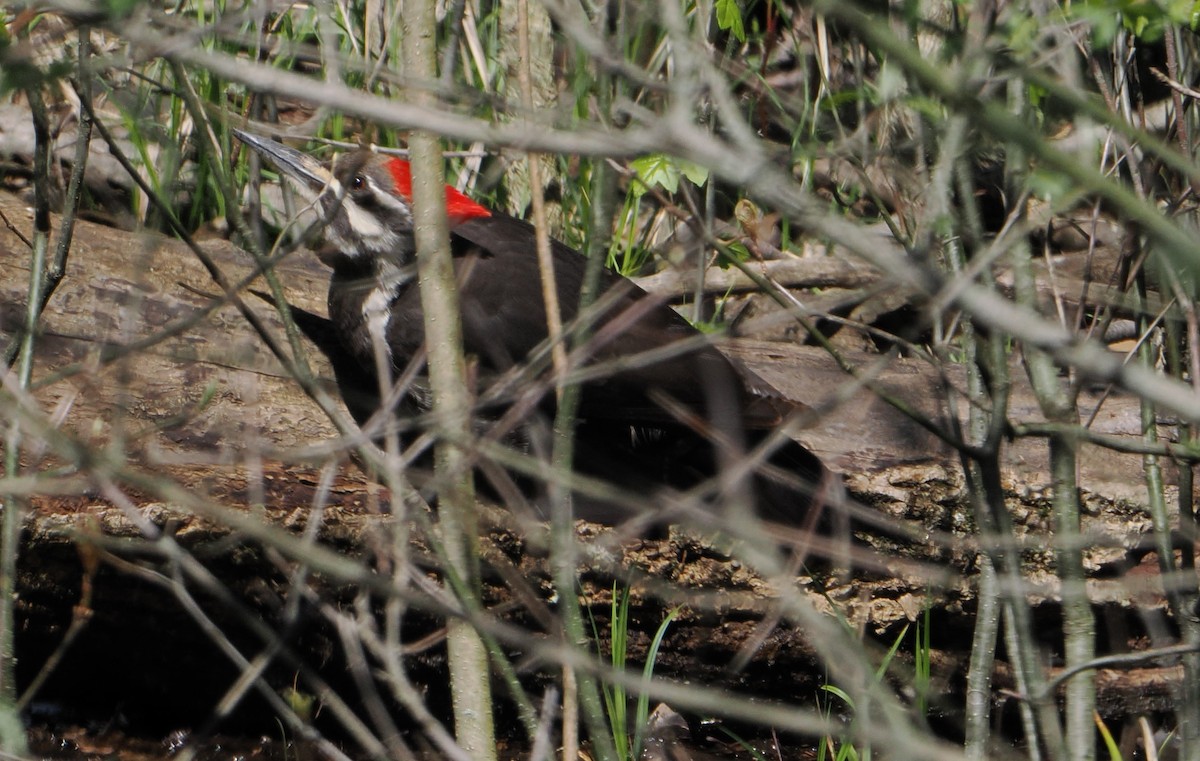 Pileated Woodpecker - ML617670388