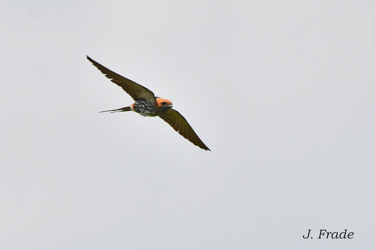 Lesser Striped Swallow - ML617670411