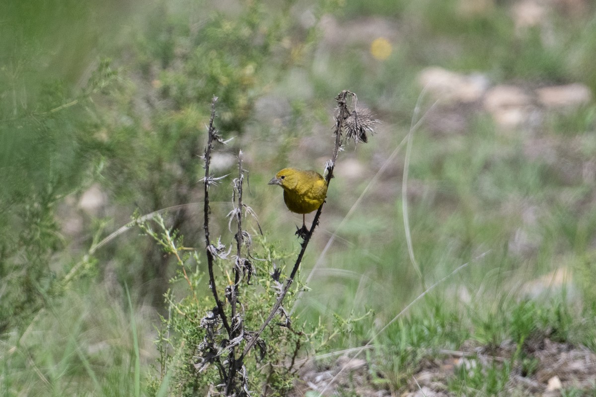 Greenish Yellow-Finch - John C. Mittermeier