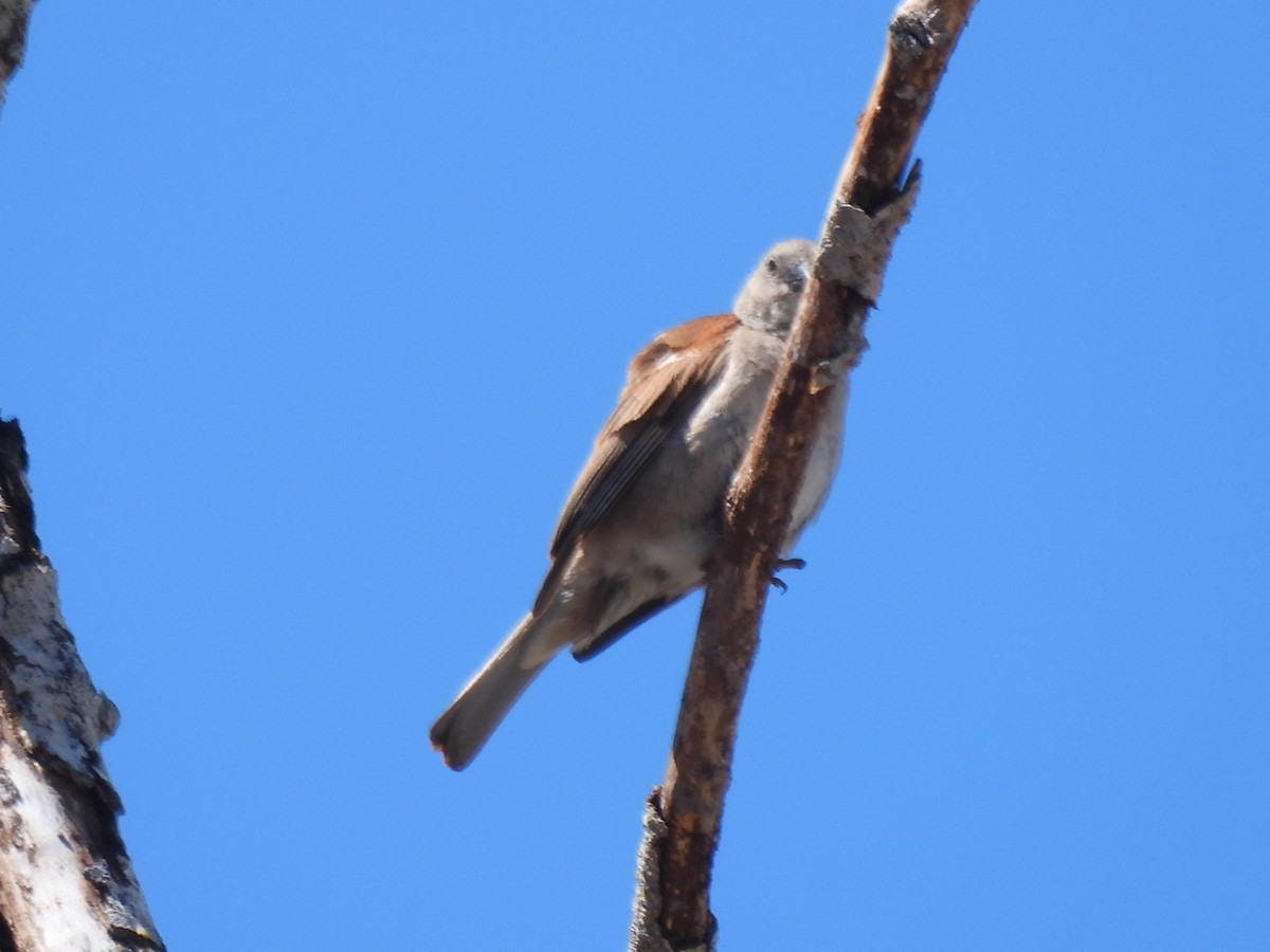 Southern Gray-headed Sparrow - ML617670485