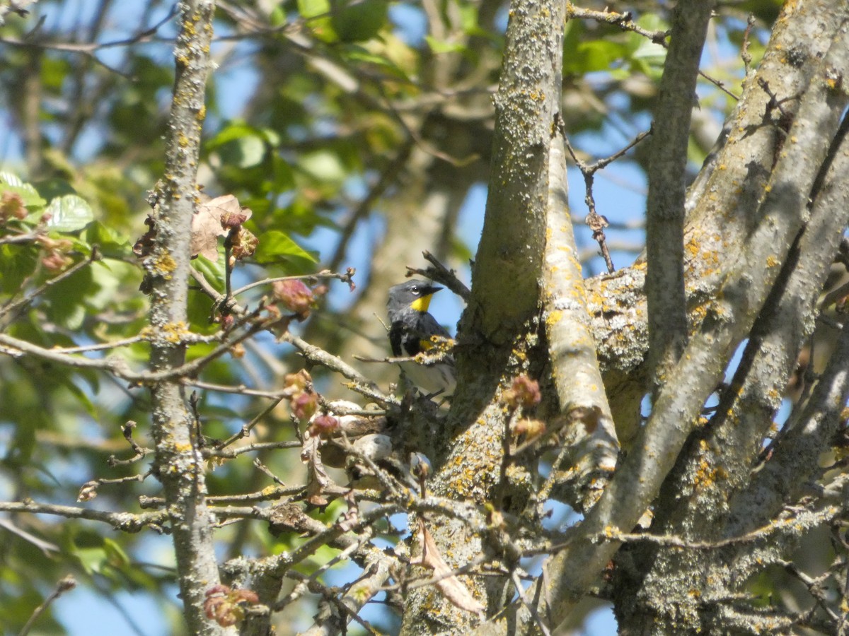 Yellow-rumped Warbler (Audubon's) - ML617670493
