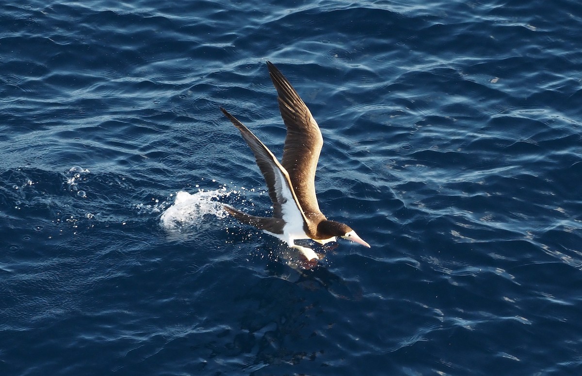 Brown Booby - ML617670585