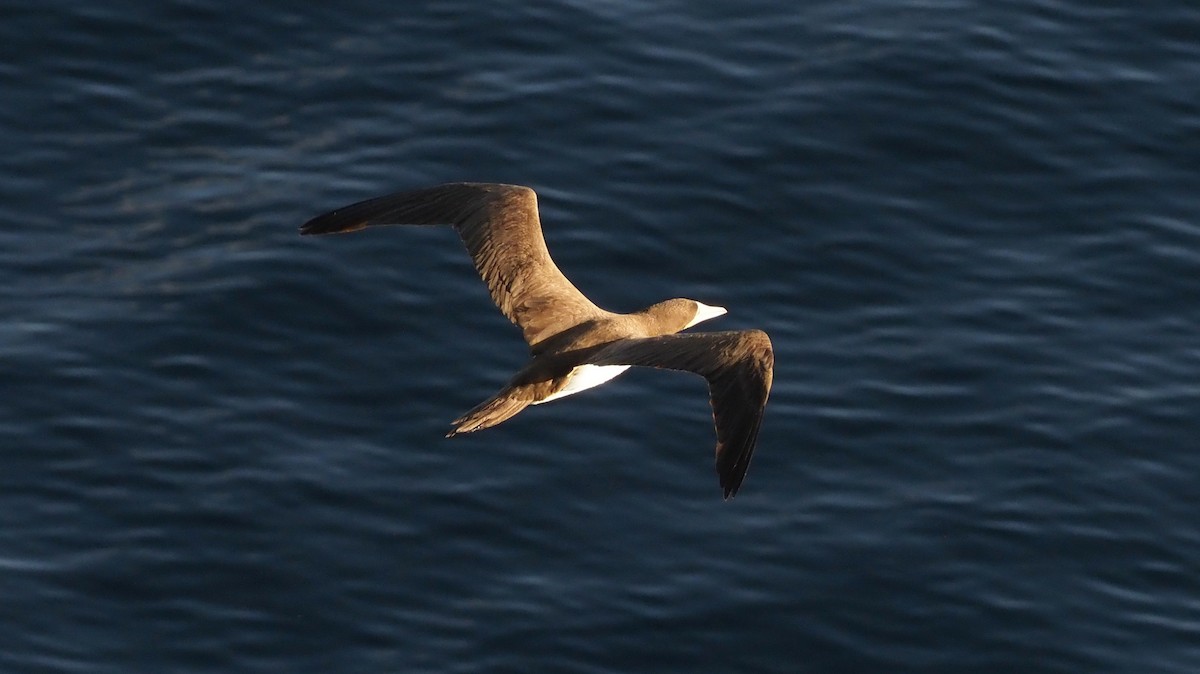 Brown Booby - ML617670587