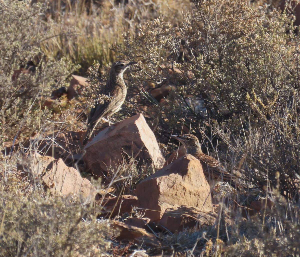 Karoo Long-billed Lark (Karoo) - Nicholas Fordyce - Birding Africa