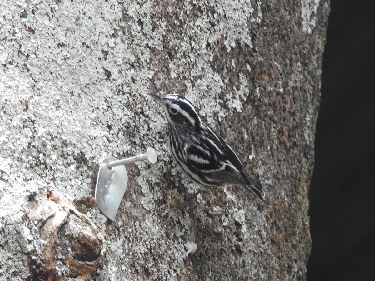 Black-and-white Warbler - ML617670639