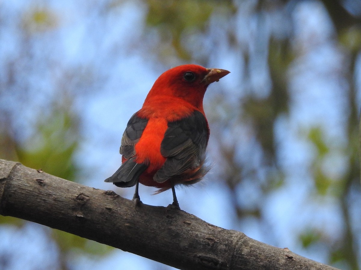 Scarlet Tanager - ML617670683