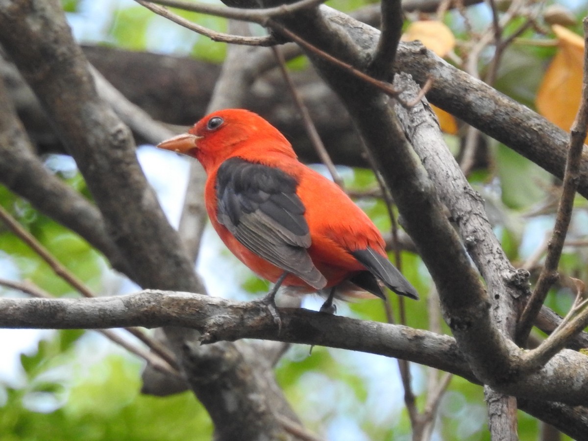 Scarlet Tanager - ML617670686