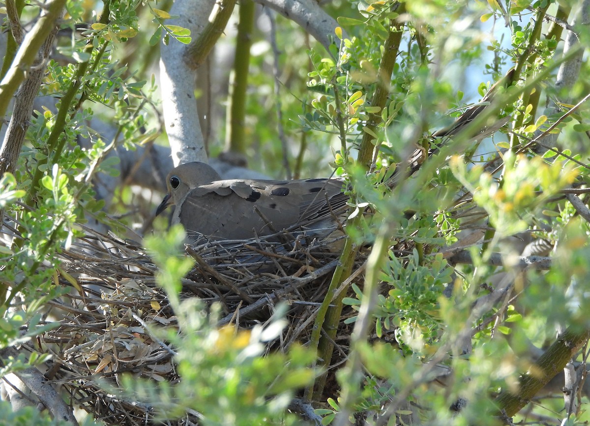 eBird Checklist - 20 Apr 2024 - Moon Valley Park - 36 species