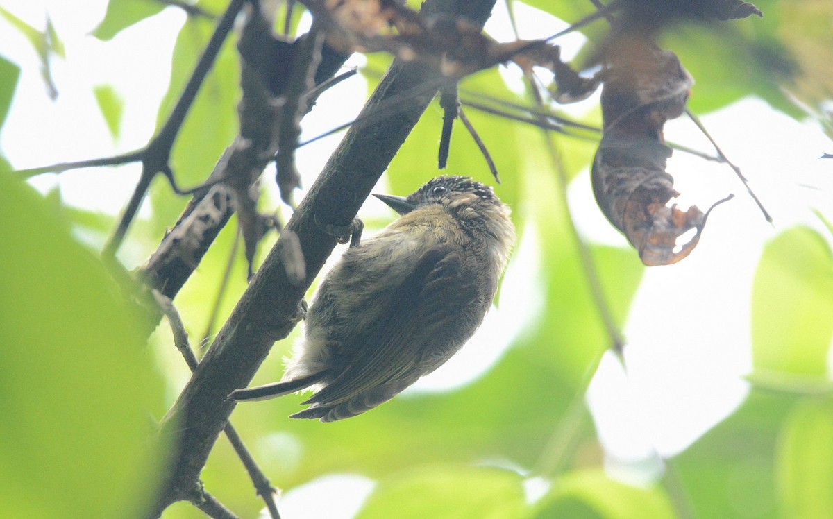 Olivaceous Piculet - ML617670768