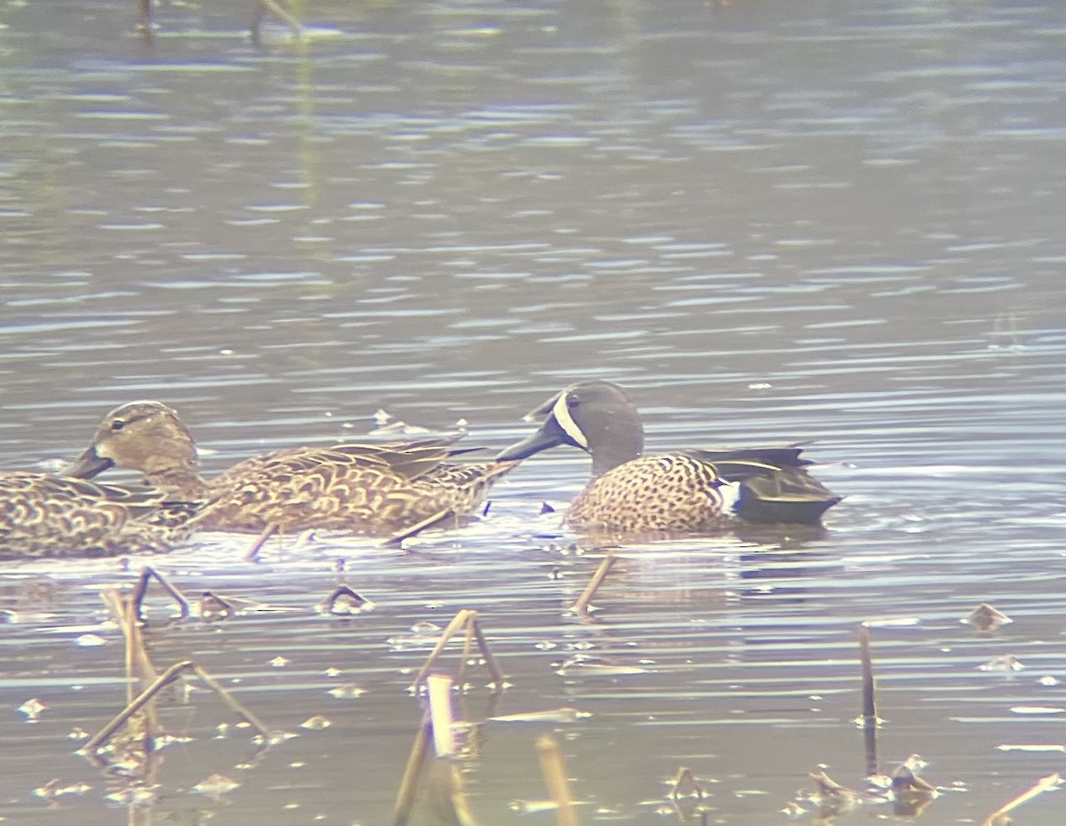 Blue-winged Teal - ML617670772