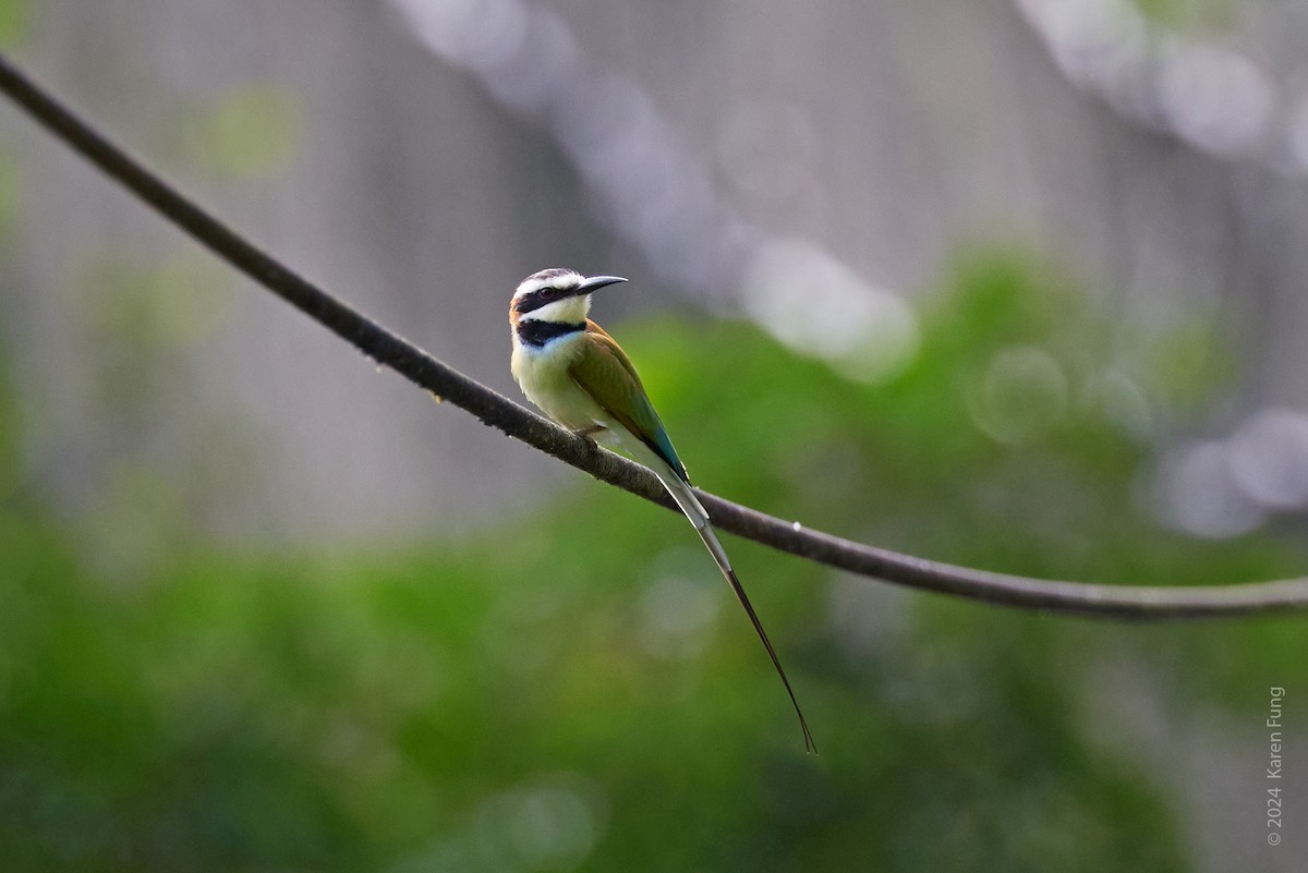 White-throated Bee-eater - Karen Fung