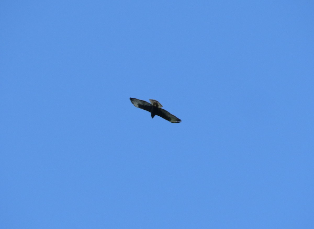 Short-tailed Hawk - ML617670821