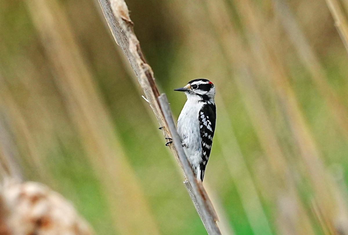 Downy Woodpecker - leonard blass