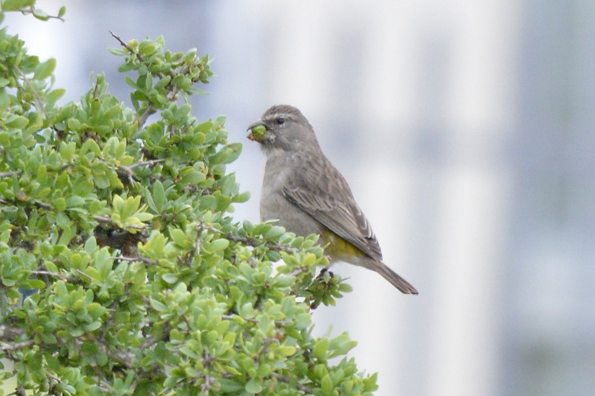 White-throated Canary - ML617670936