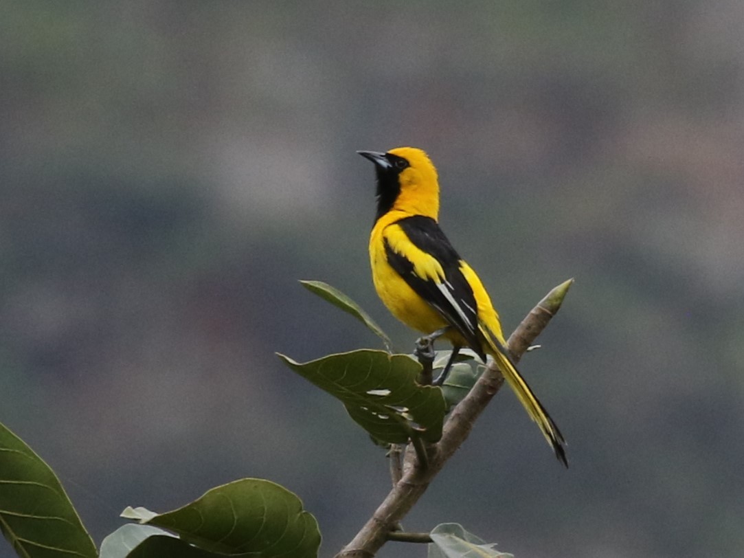 Yellow-tailed Oriole - ML617670978