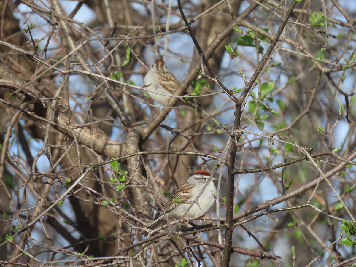 American Tree Sparrow - ML617671026
