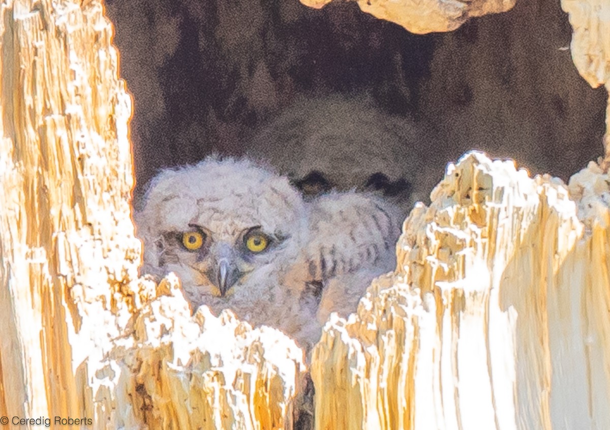 Great Horned Owl - ML617671147