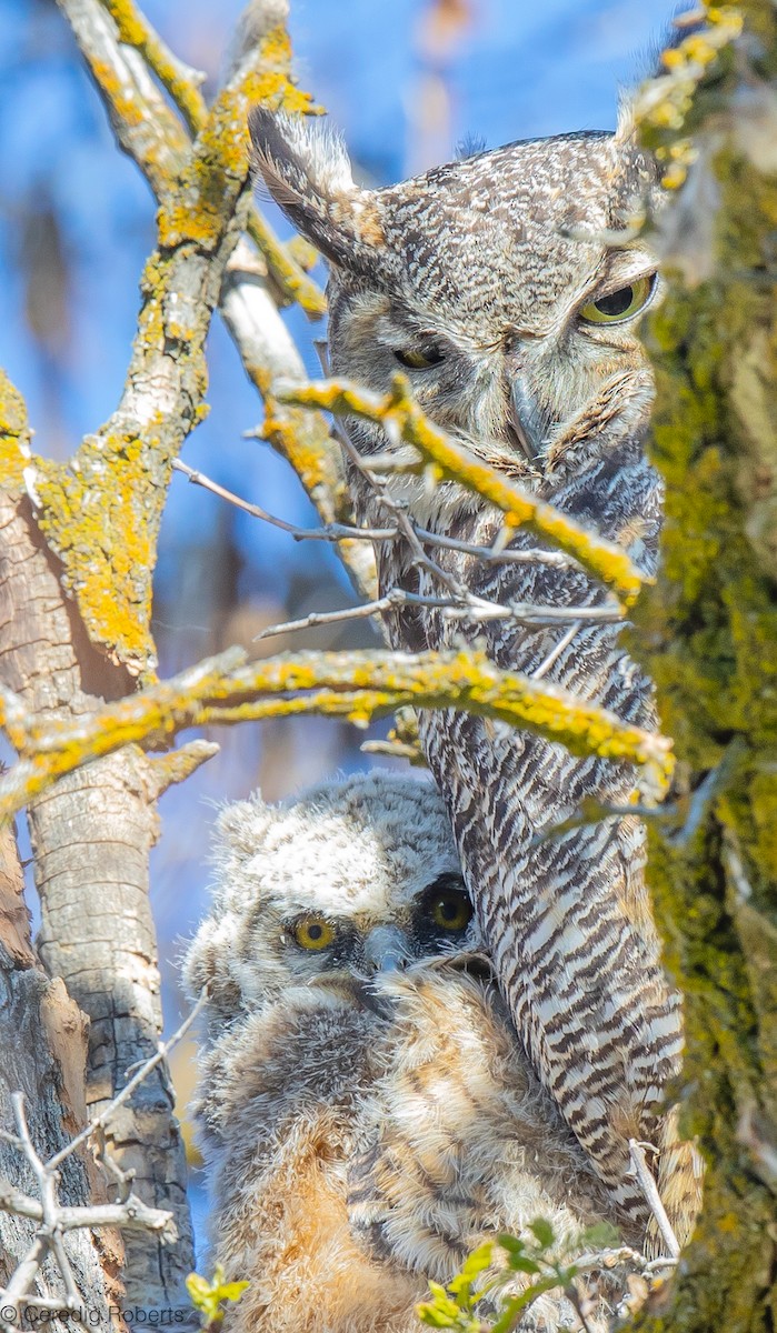 Great Horned Owl - ML617671148