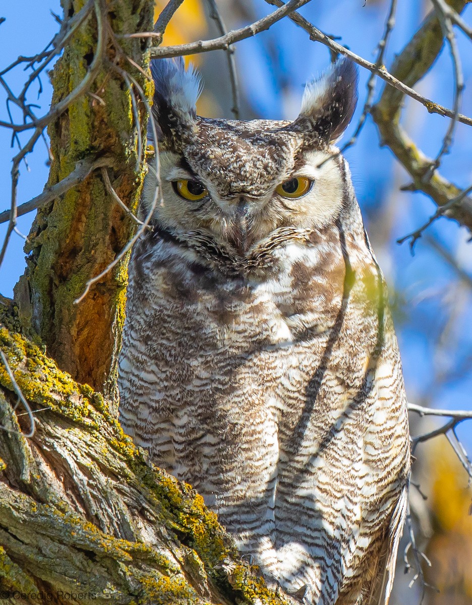 Great Horned Owl - ML617671149