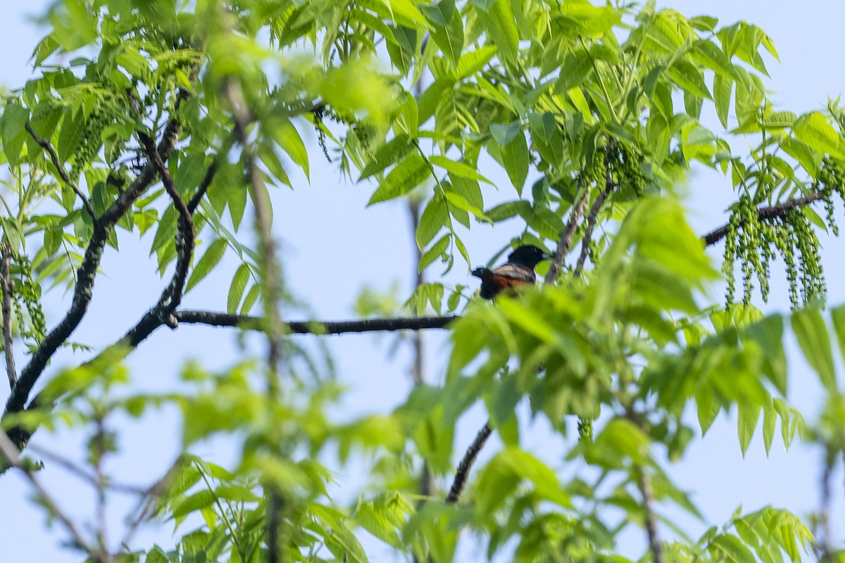 Orchard Oriole - ML617671207