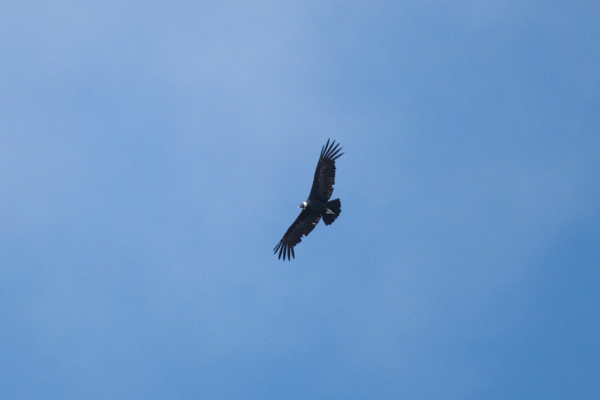 Andean Condor - John C. Mittermeier
