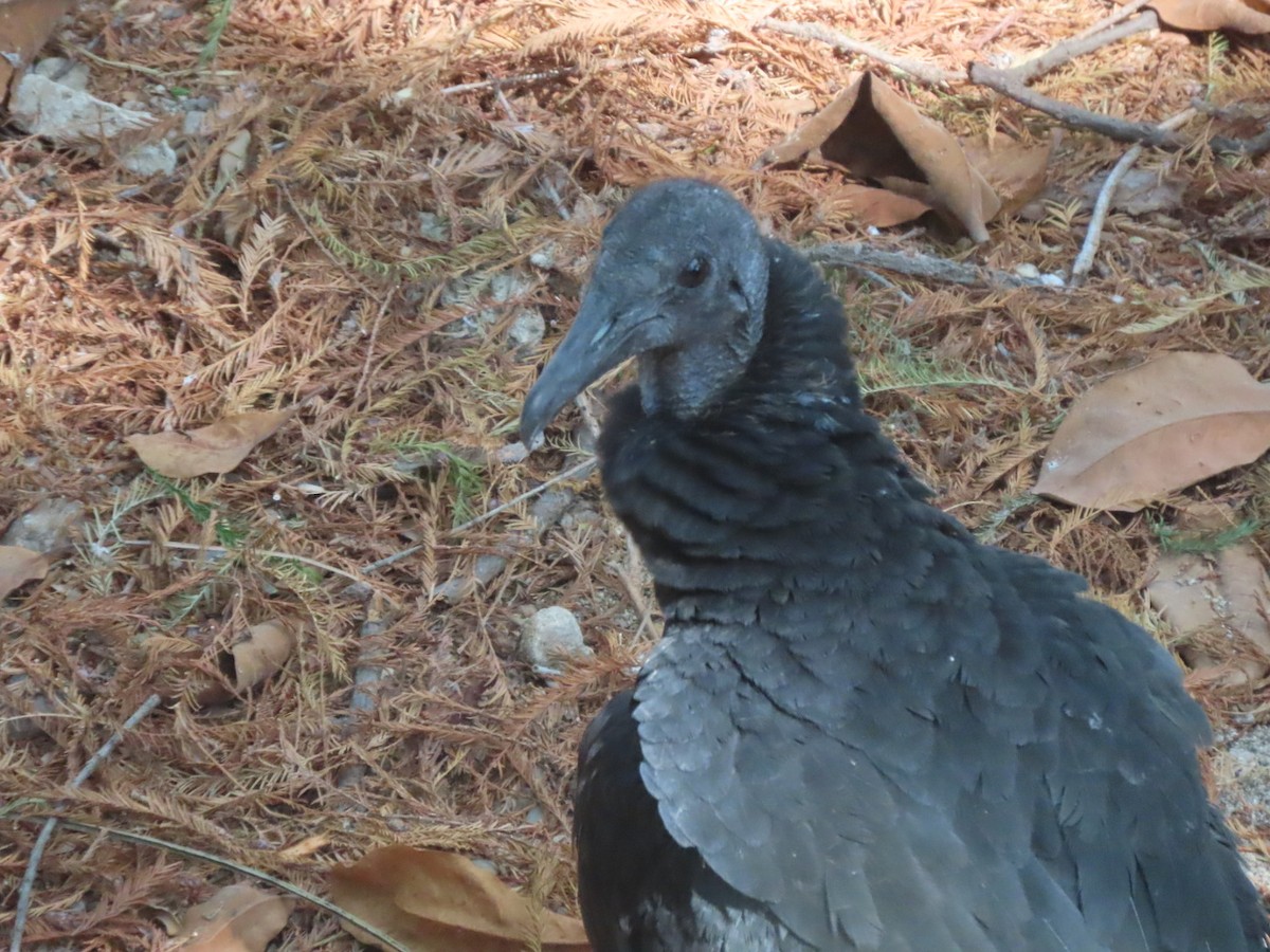Black Vulture - Francisco Emilio Roldan Velasco Tuxtla Birding Club - Chiapas