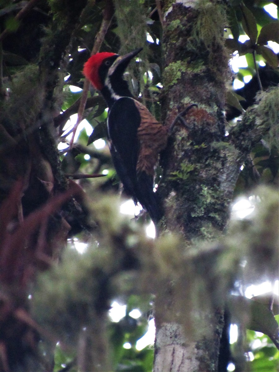 Powerful Woodpecker - Luis Moreno