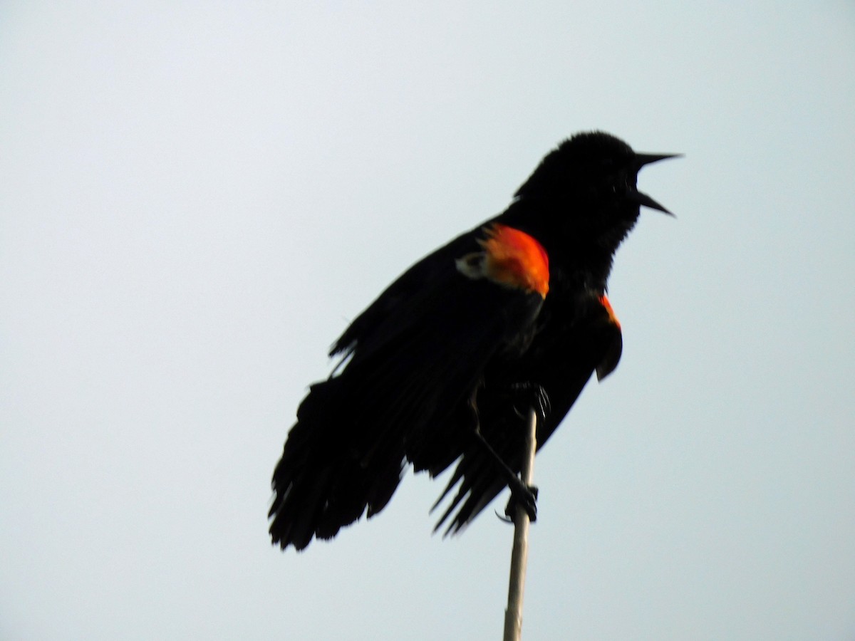 Red-winged Blackbird - ML617671368