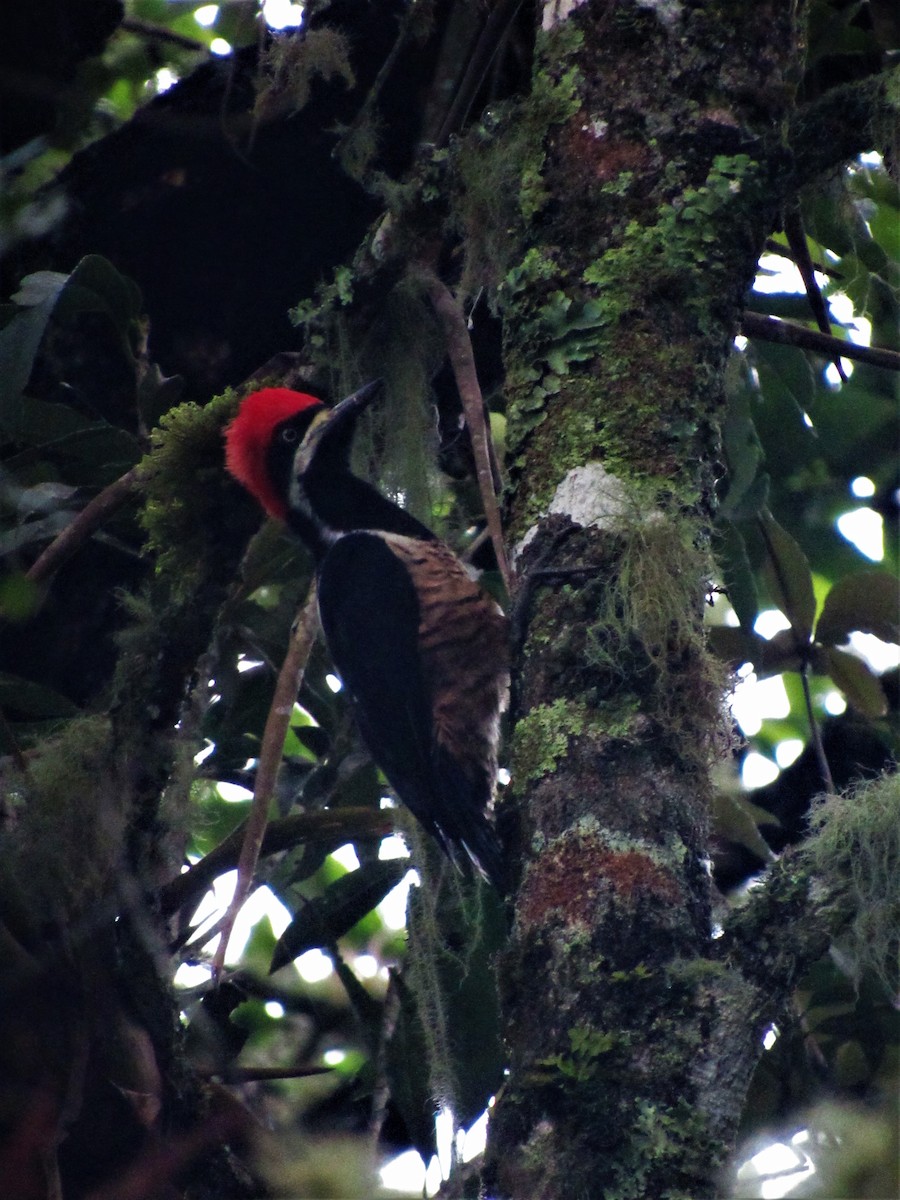 Powerful Woodpecker - Luis Moreno