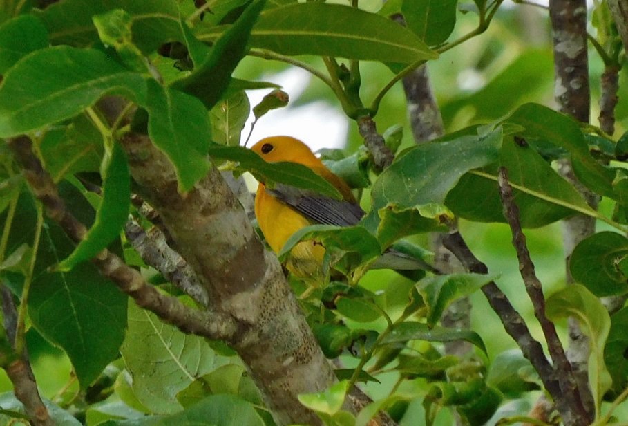 Prothonotary Warbler - ML617671430