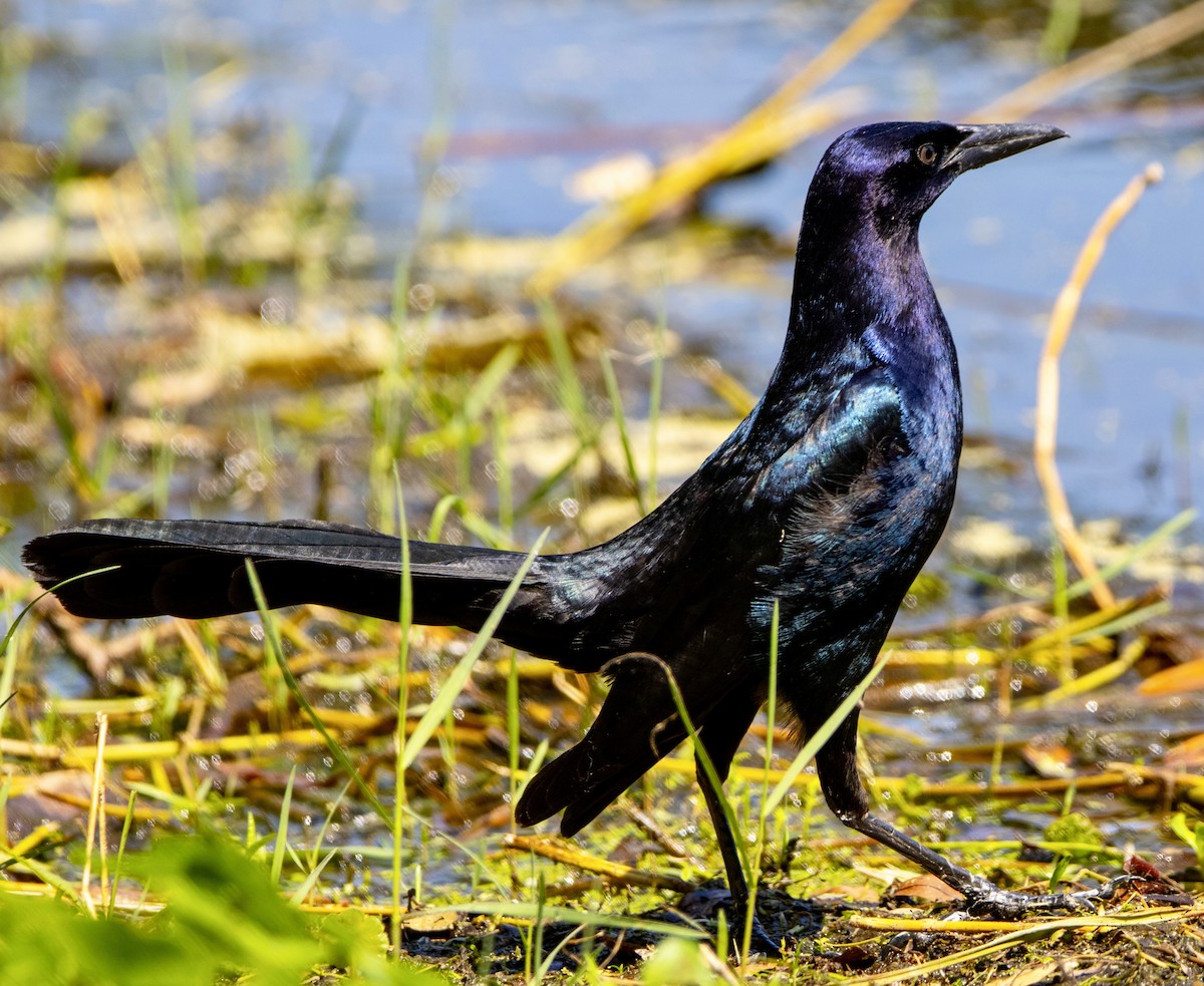 Boat-tailed Grackle - ML617671451