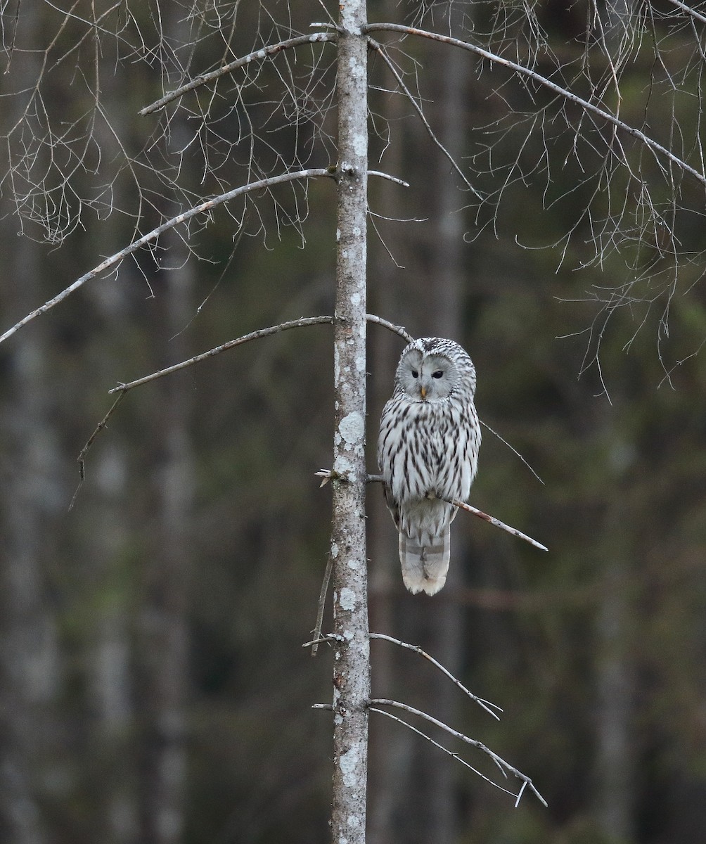 Ural Owl - antonis tsaknakis